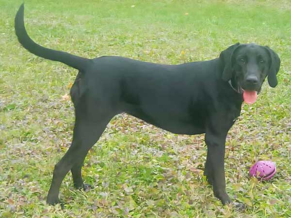 Meet Maggie, Lab-Coonhound Cross