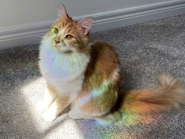 Sugar, cat in the 2026 Companions for Change calendar