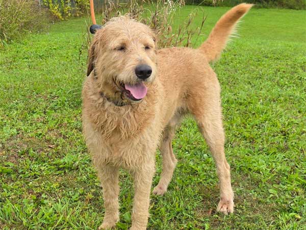 Pet adoption of the week: meet Cooper