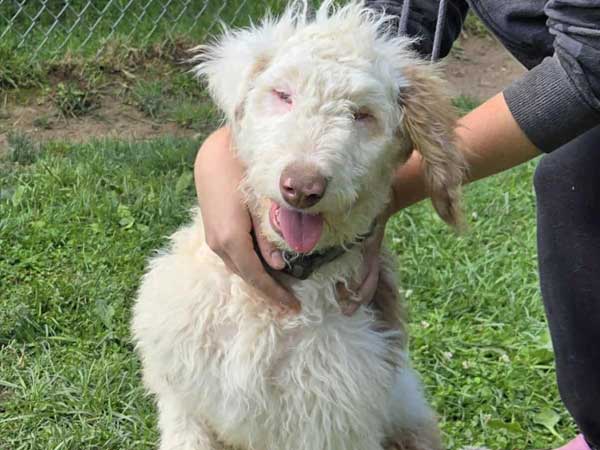 Pet adoption of the week: meet Ernie