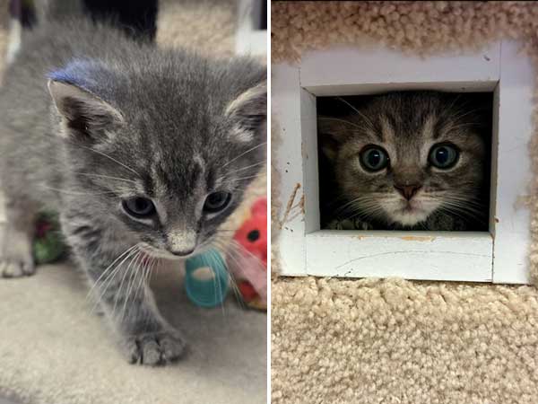 Adoption of the week: meet Hope