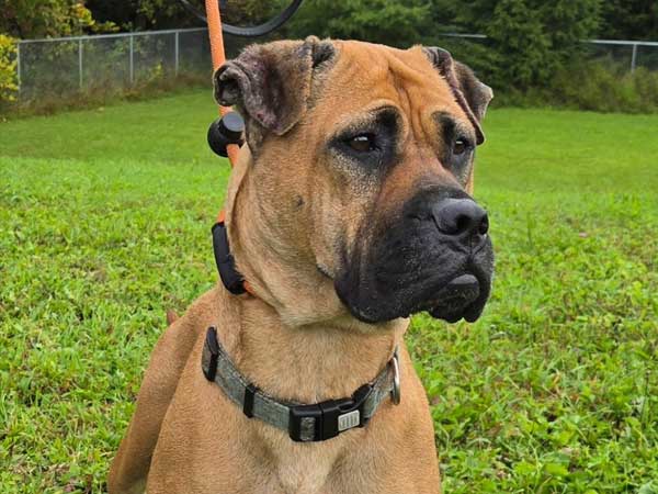 Pet adoption of the week: meet Rhonda