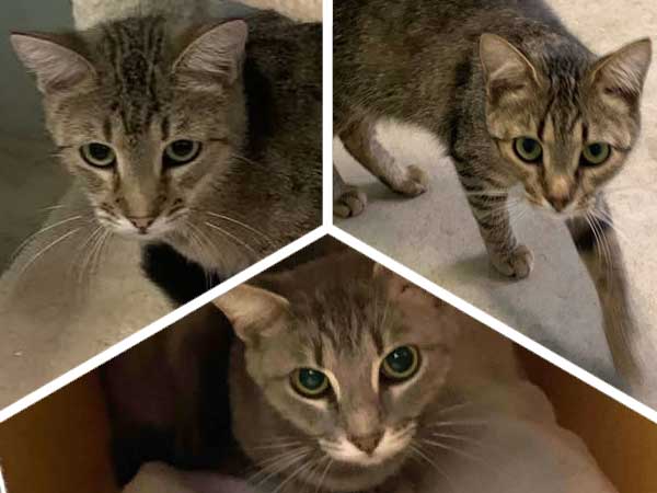 South Grey News | Adoption: meet Eva, Emery, Emma