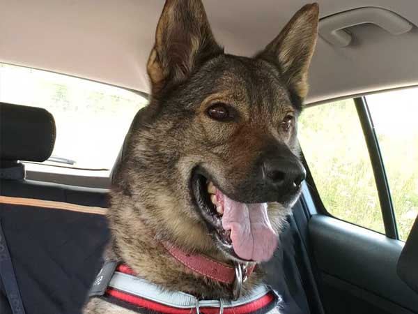 Pet adoption of the week: meet Charity