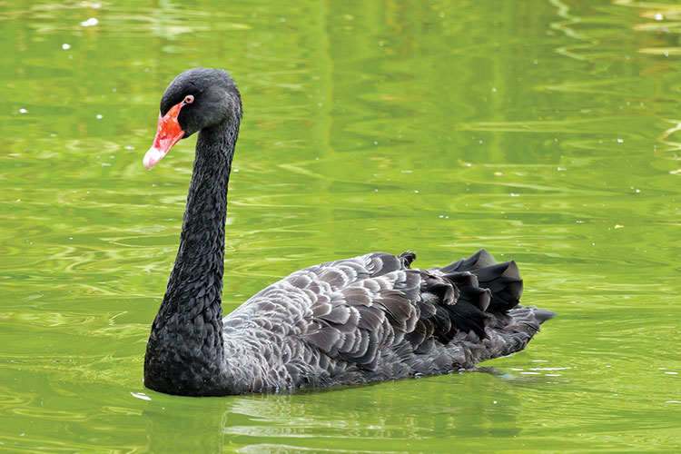 Are you prepared for a Black Swan event in your construction company?