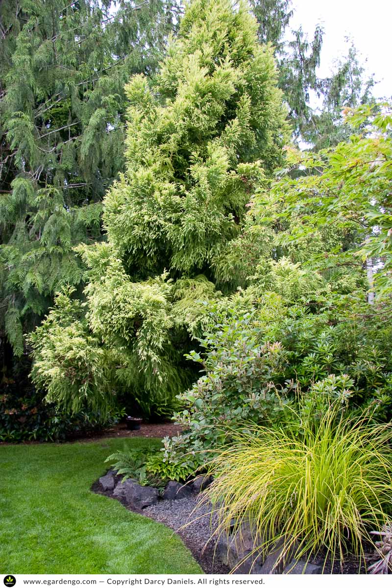 Suguri コーサイムギガーデンブラックリボン 未使用 Suguri1817 Suguri