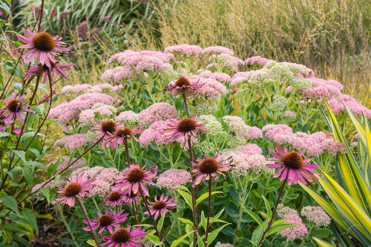 Long Blooming Perennial Combo for Sun