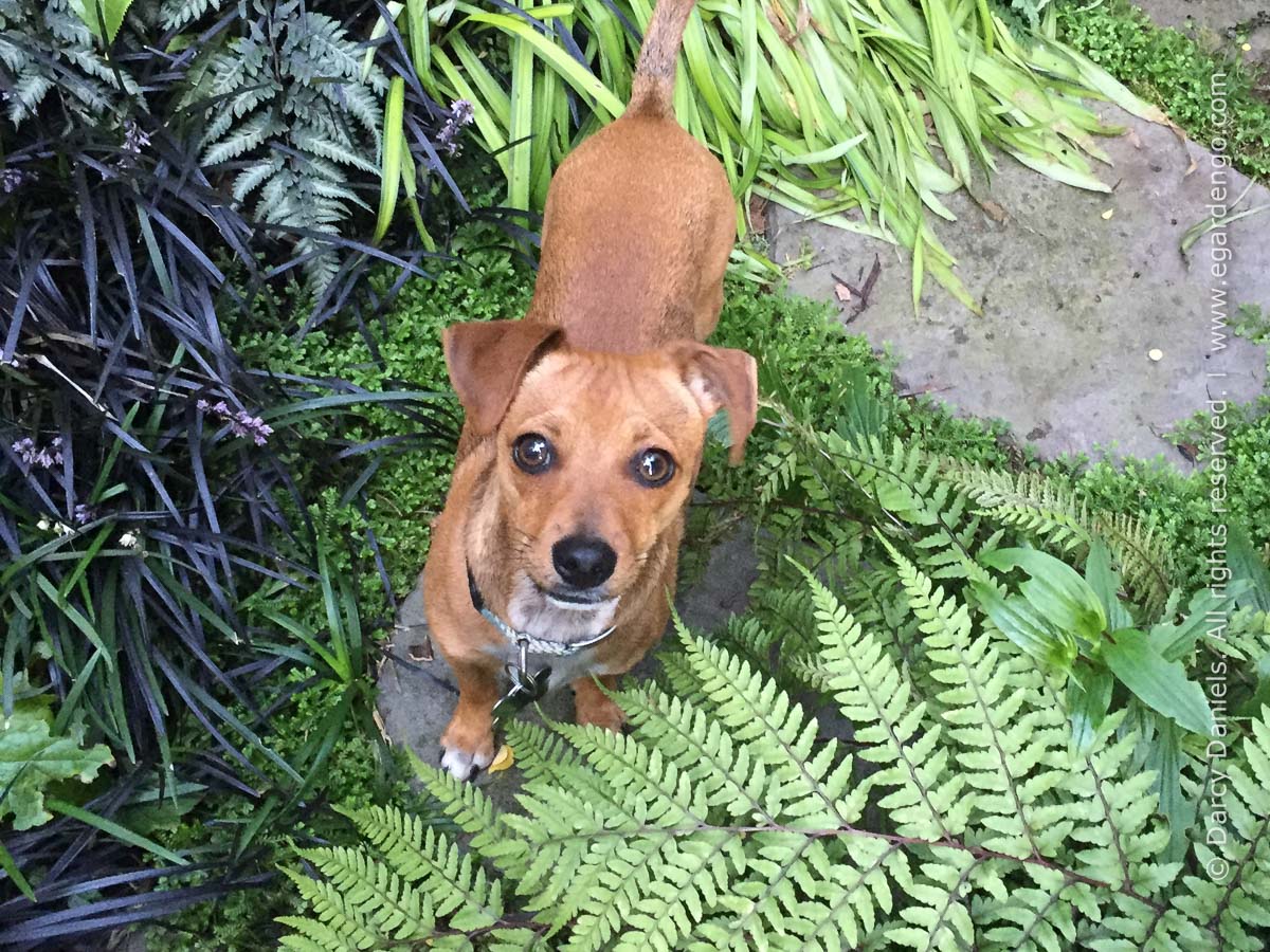 Combohuahua, chihuahua mix dog in the garden