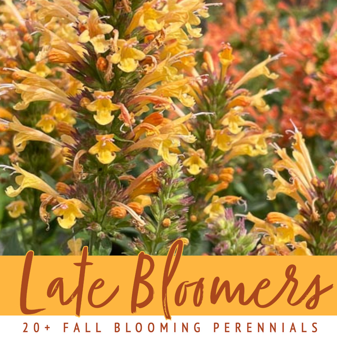 Fall perennial deals