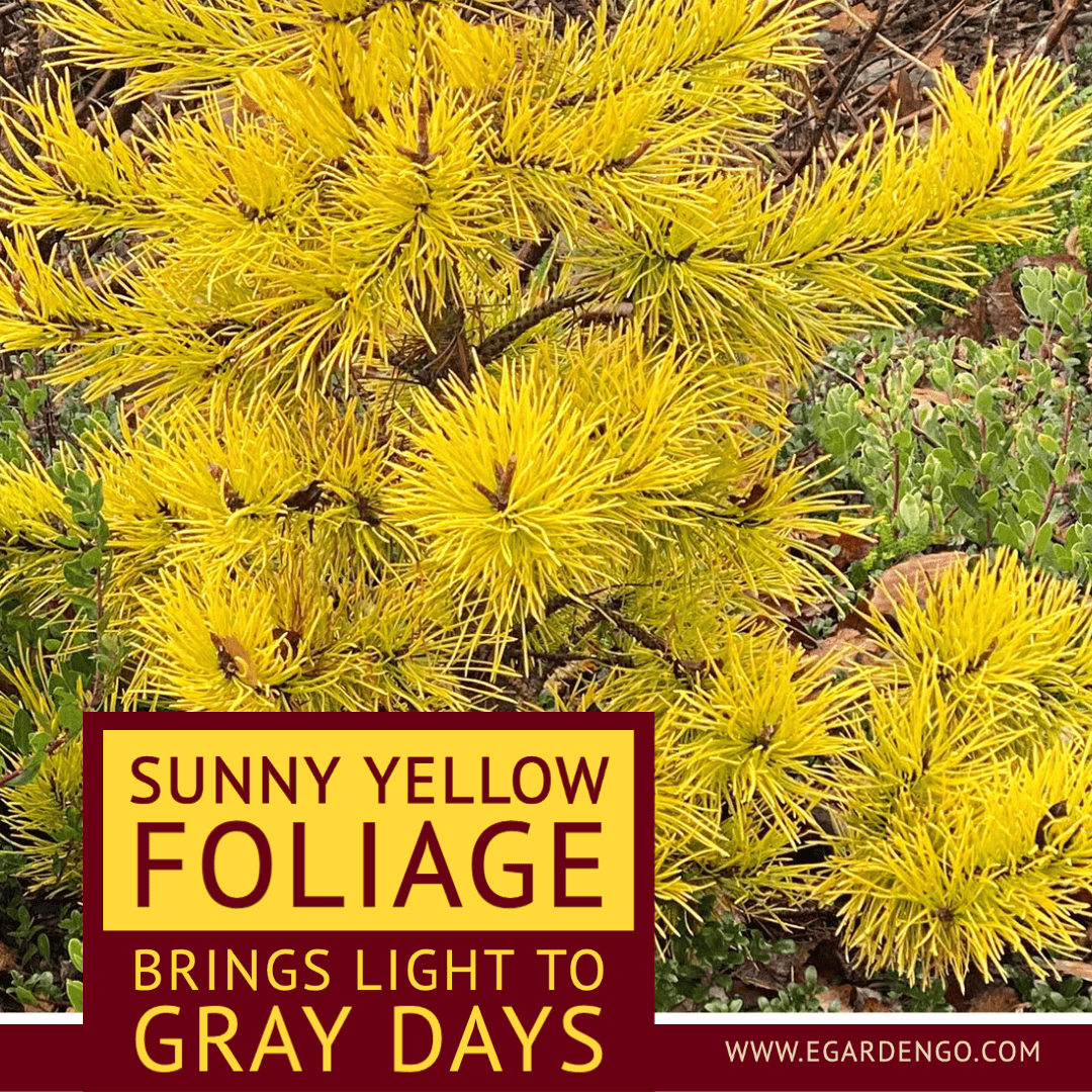 Yellow Evergreen Plants Brighten Winter Days Yellow Evergreen Plants Brighten Winter Days
