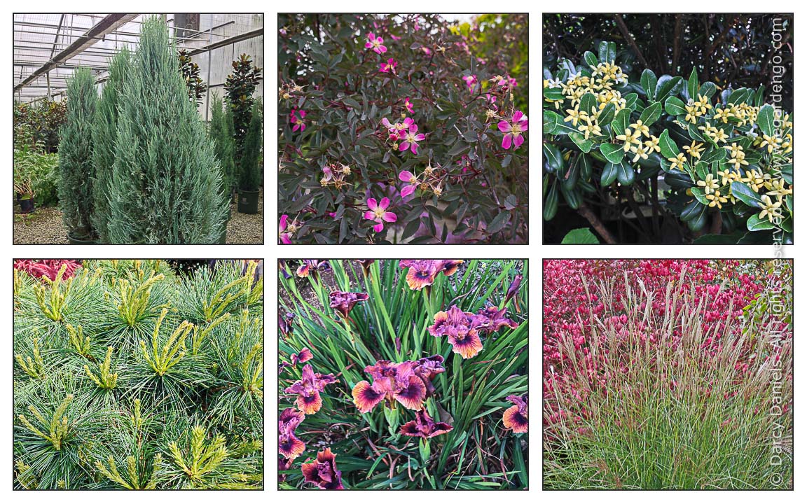 Drought Tolerant And Reliable Plants For A Sunny Spot