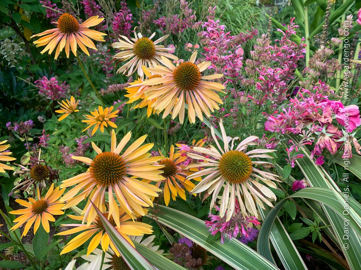 Echinacea 'Big Kahuna'
