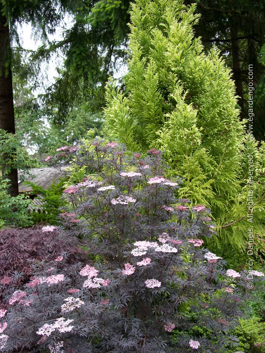 Suguri コーサイムギガーデンブラックリボン　未使用　Suguri1817 Suguri コーサイムギガーデンブラックリボン 未使用 Suguri1817