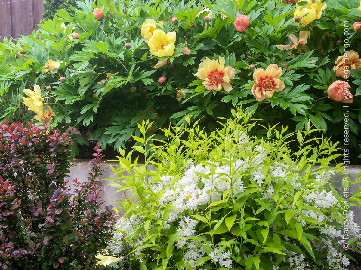 Paeonia x 'Smith Opus'