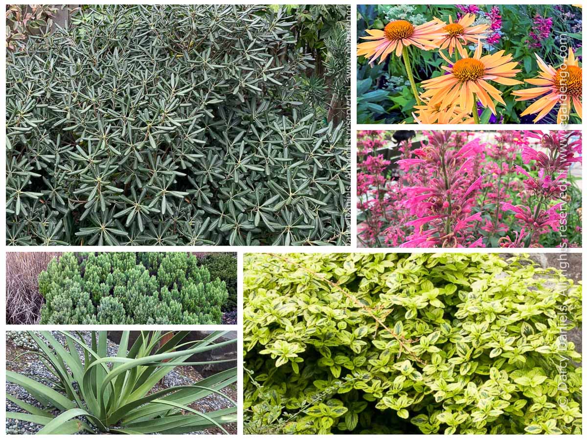 Drought-tolerant Foliage and Flower for Sun