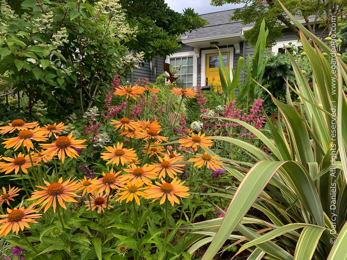 Echinacea 'Big Kahuna'