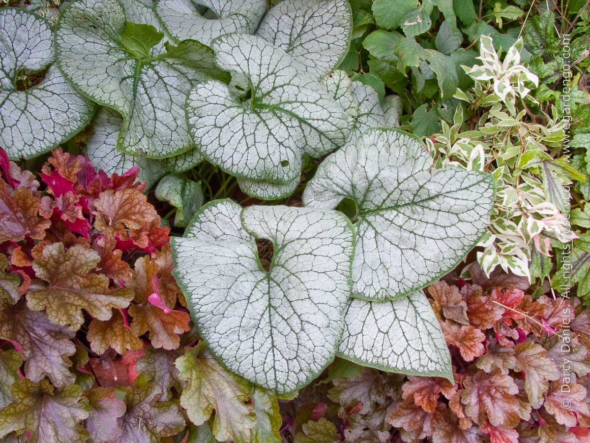 silver foliage of brunnera jack frost