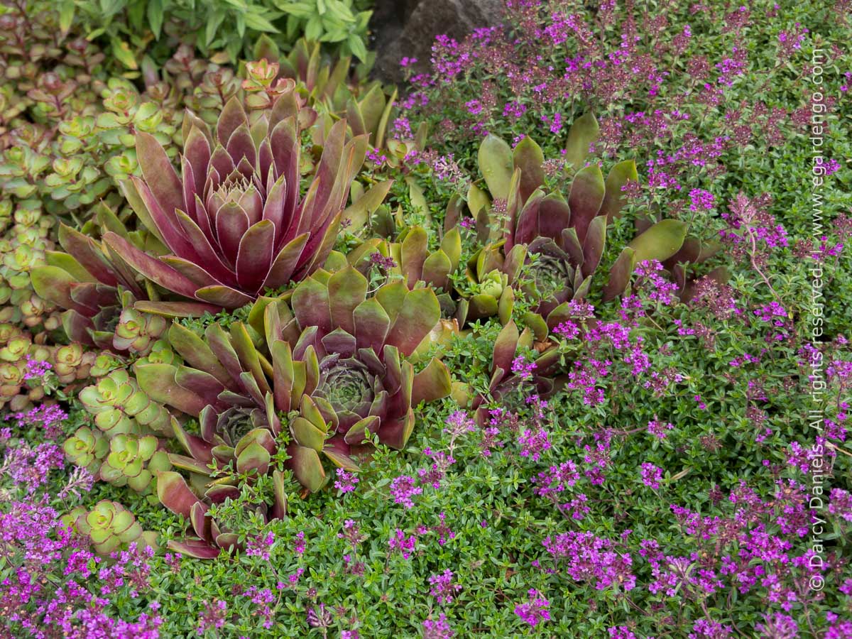 Sedum Spurium Dragon S Blood