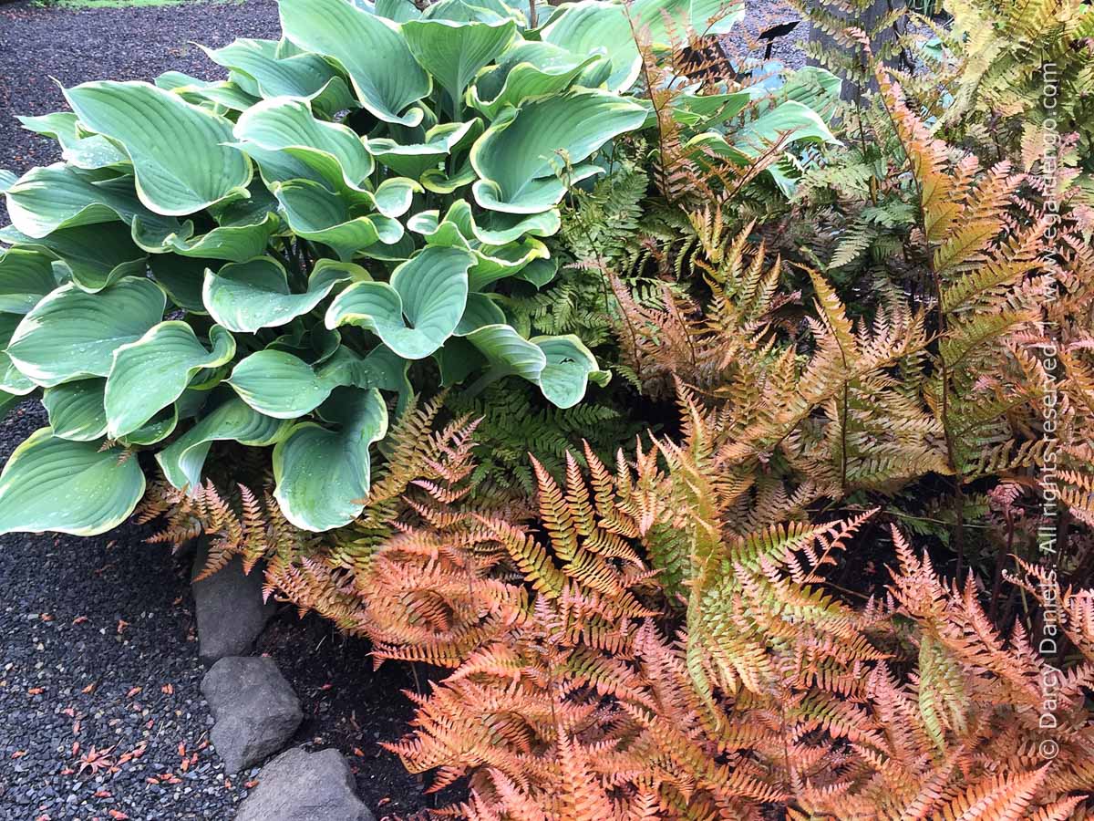 Hosta and Fern Foliage Duo for Woodland Garden