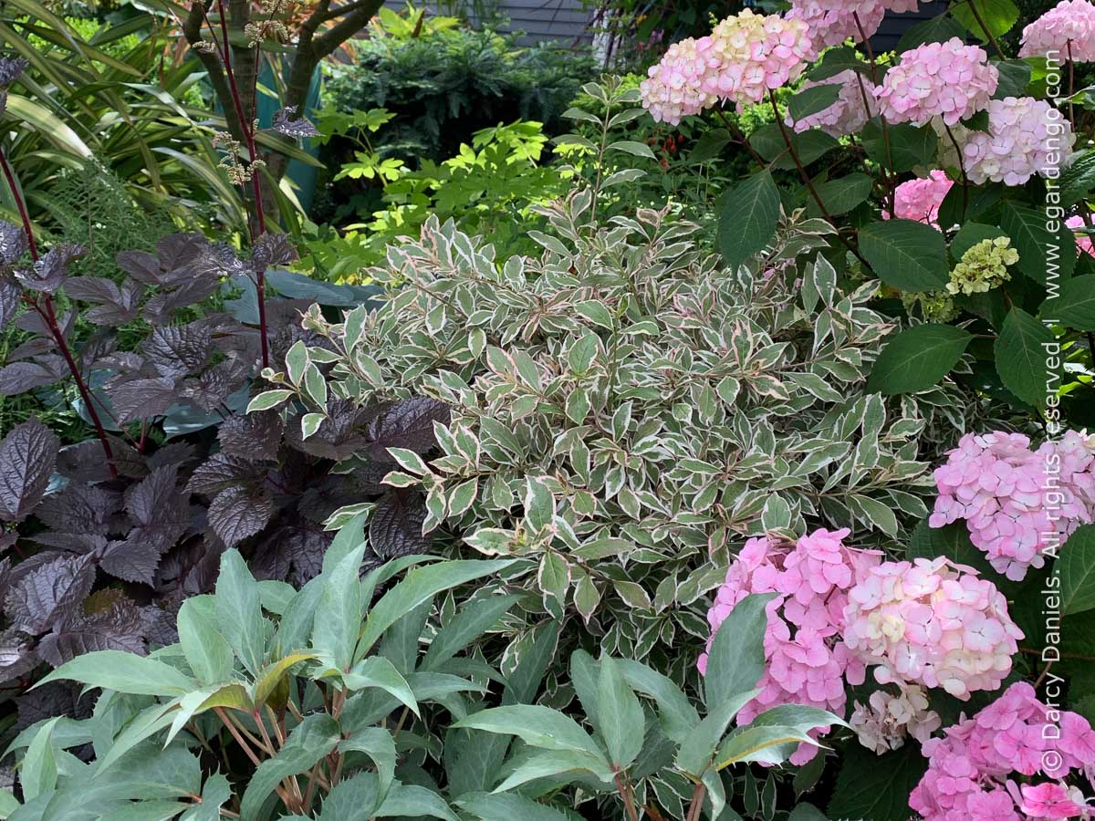 Image of Hosta my monet weigela companion plants