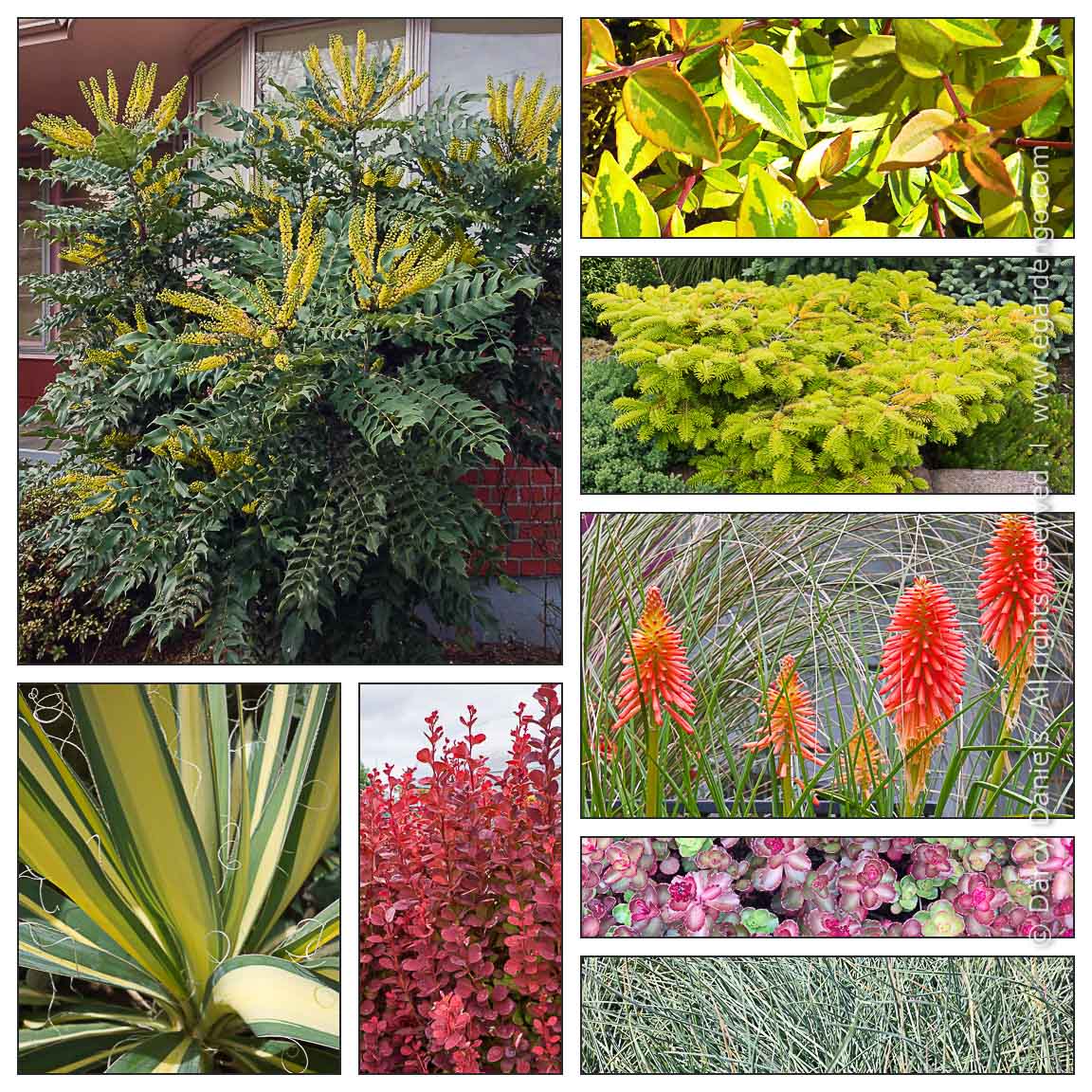 Sedum Spurium Dragon S Blood Sedum Spurium Dragon S Blood