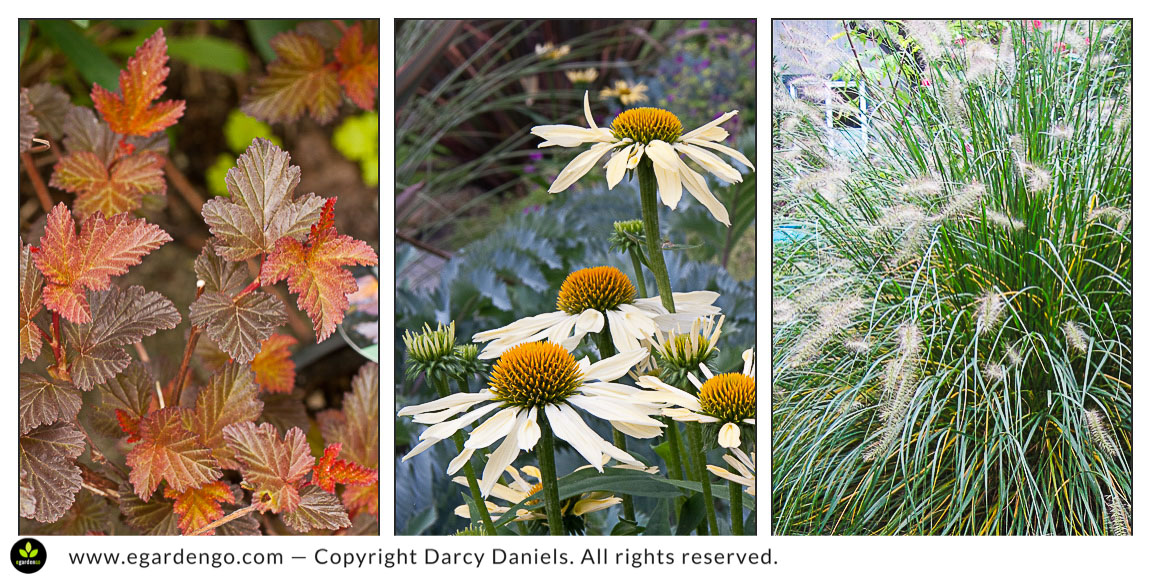 Image of Coppertina ninebark and coneflower