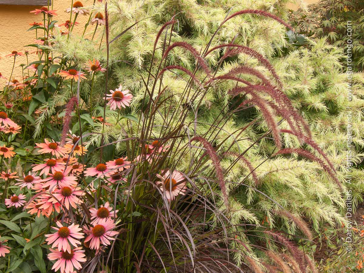 Image of Coneflowers and purple fountain grass