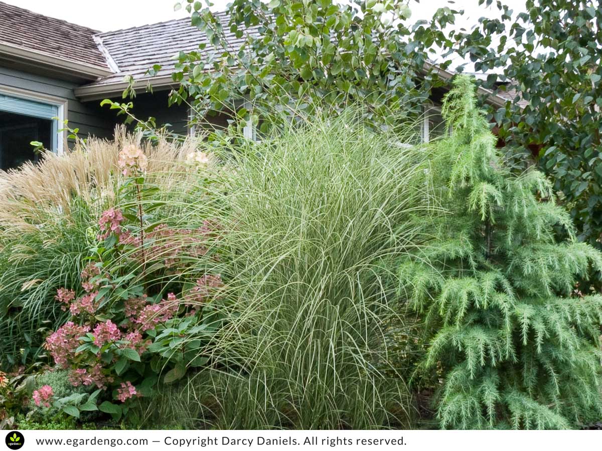 Miscanthus Sinensis Morning Light