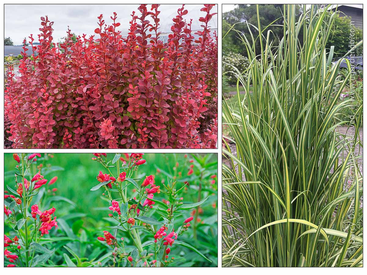 Penstemon Red Riding Hood Penstemon Red Riding Hood