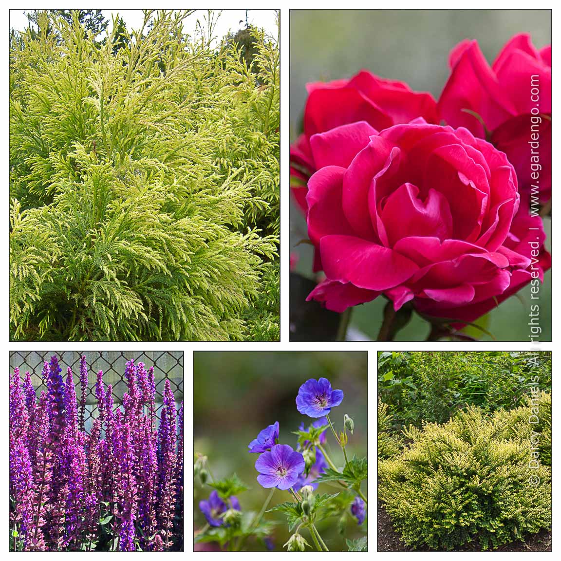 Suguri コーサイムギガーデンブラックリボン　未使用　Suguri1817 Suguri コーサイムギガーデンブラックリボン 未使用 Suguri1817