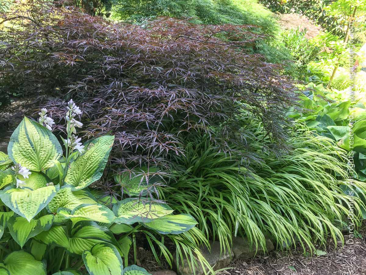 Image of Japanese maple and Japanese forest grass