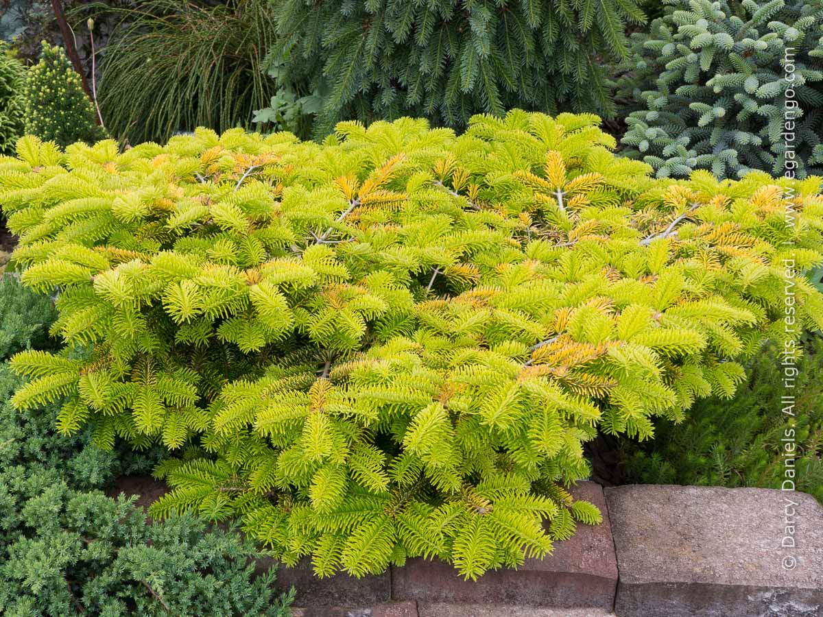 dwarf conifers zone 5