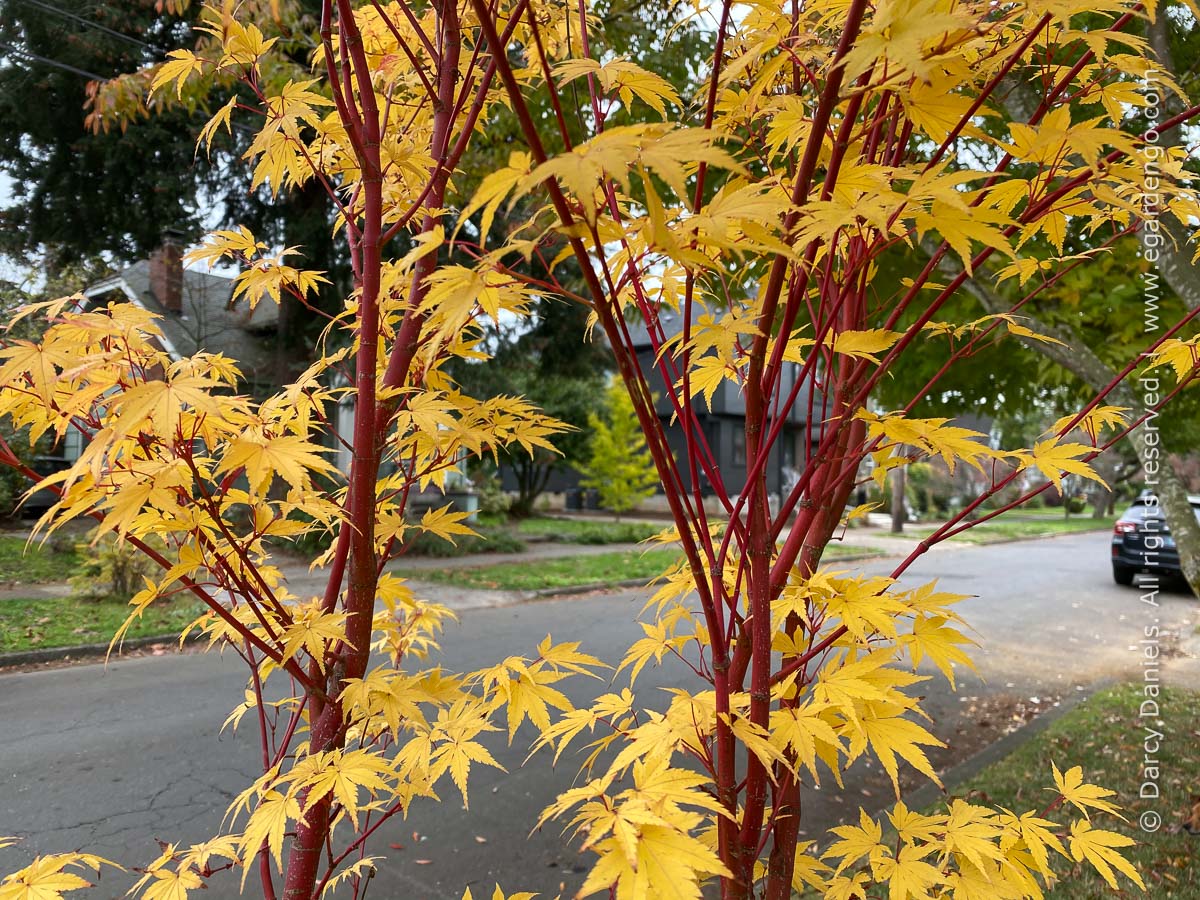 Acer Palmatum 'Sango Kaku'