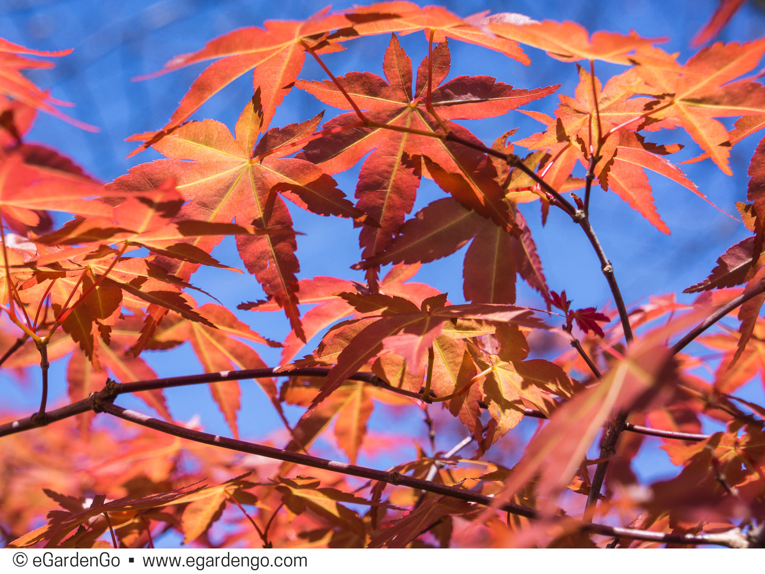 Acer Palmatum 'Shishio Improved'