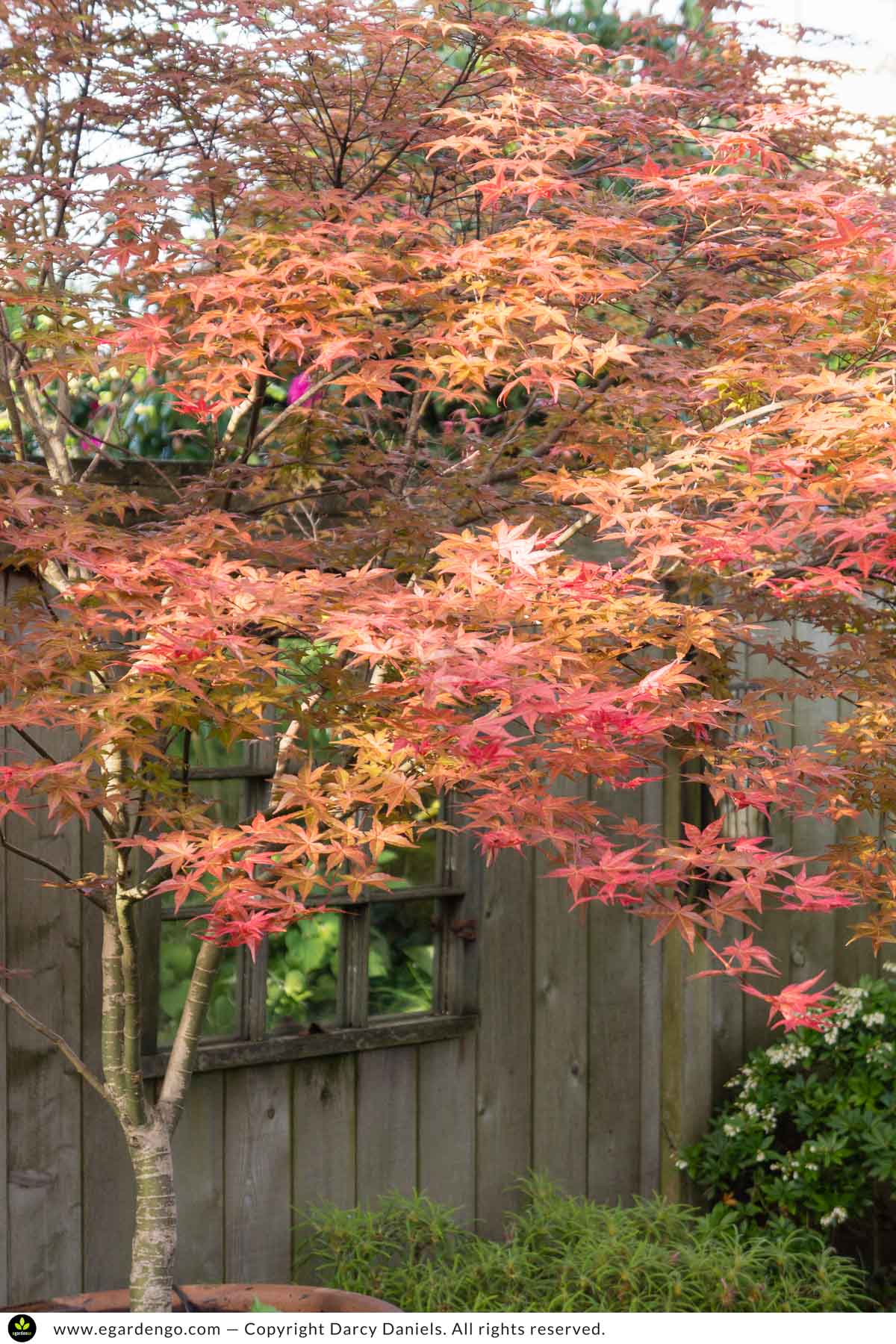 Acer Palmatum 'Shishio Improved'