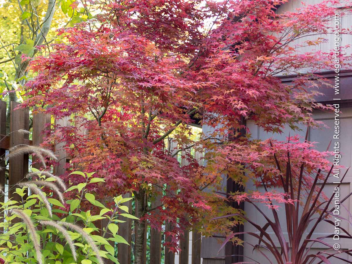 Acer Palmatum 'Shishio Improved'