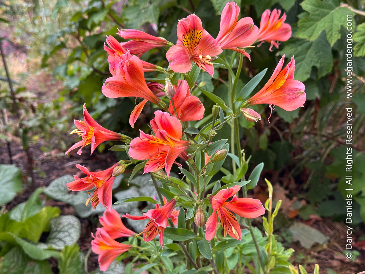 Alstroemeria 'Coral Chaos'