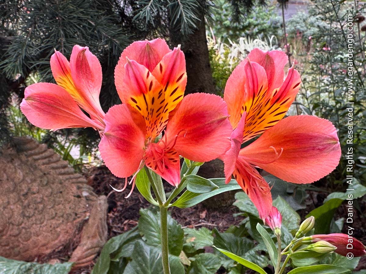 Alstroemeria 'Coral Chaos'