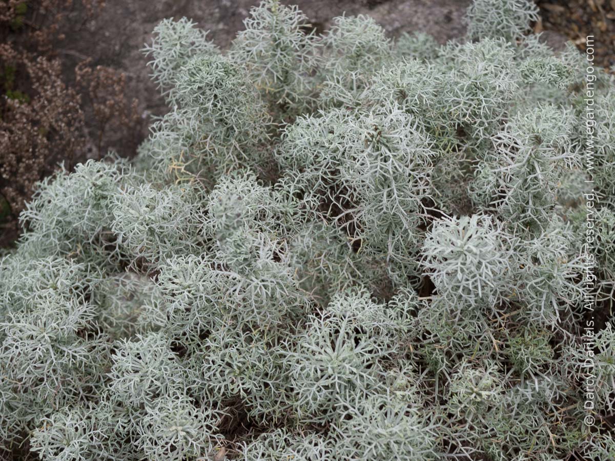 Artemisia versicolor 'Seafoam'