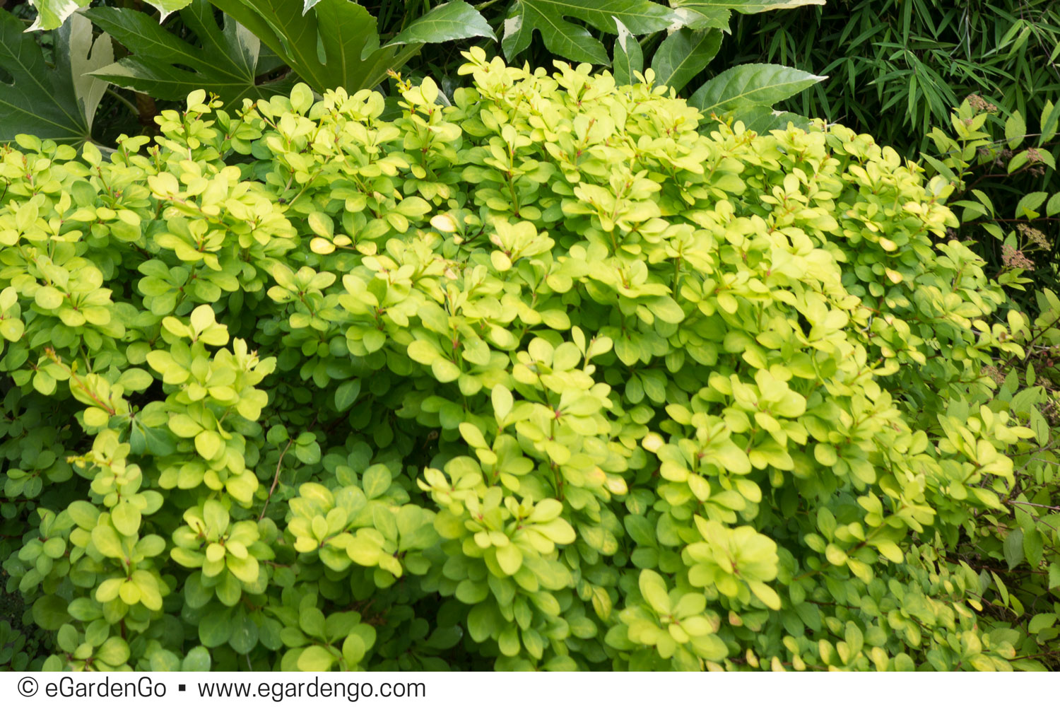 Berberis Thunbergii 'Aurea'