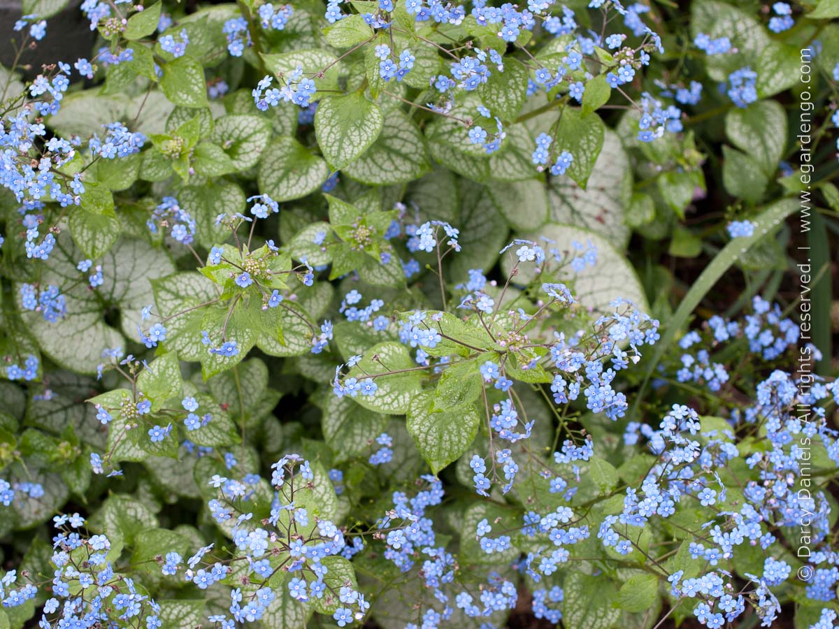 Brunnera 'Jack Frost' flowers