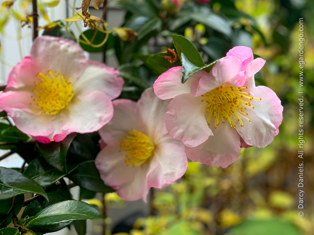 Camellia sasanqua 'Apple Blossom'