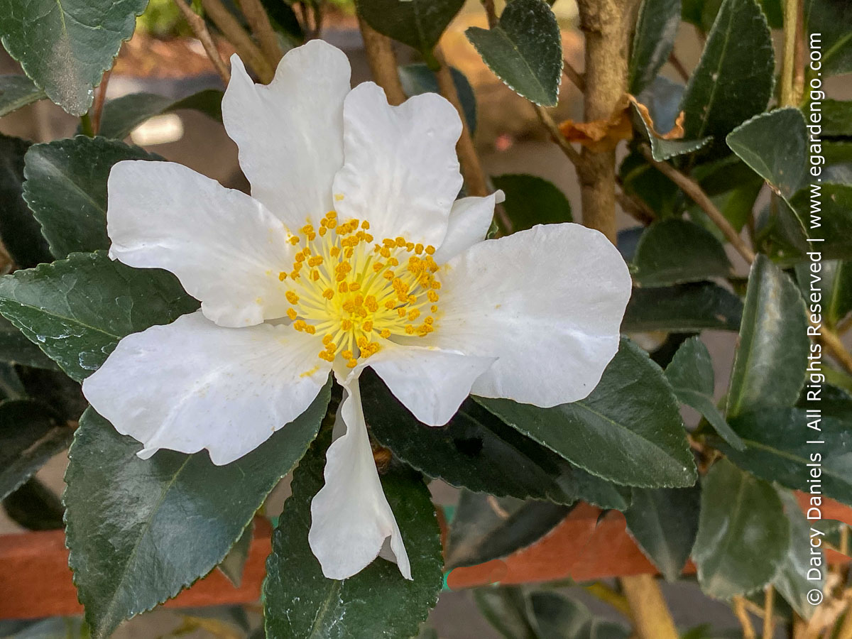 Camellia sasanqua 'Setsugekka'