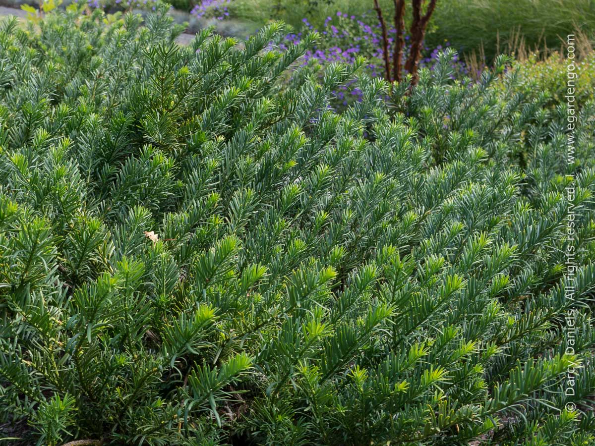 Yewtopia® Plum Yew Southern Living Plants