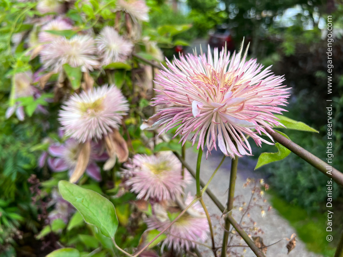 Clematis 'Evijohill' (Josephine)