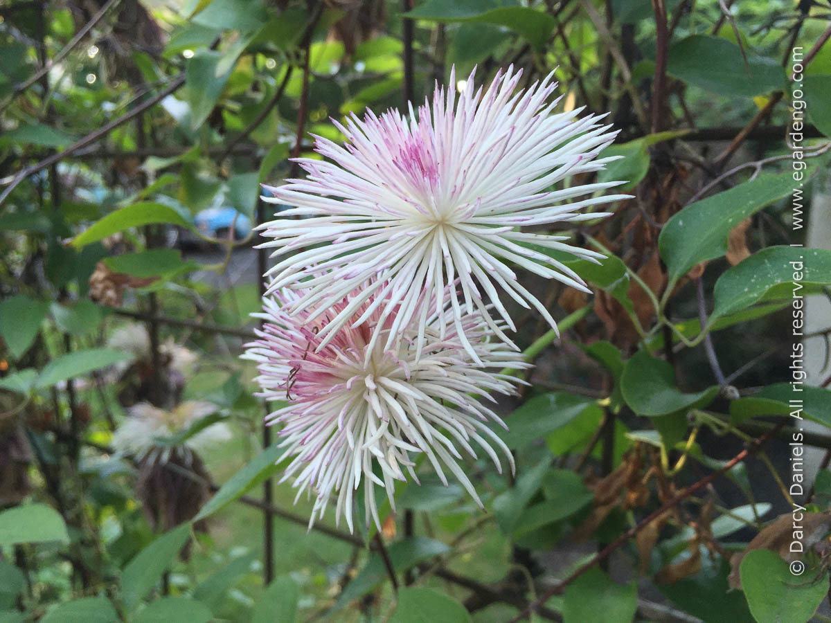 Clematis 'Evijohill' (Josephine)