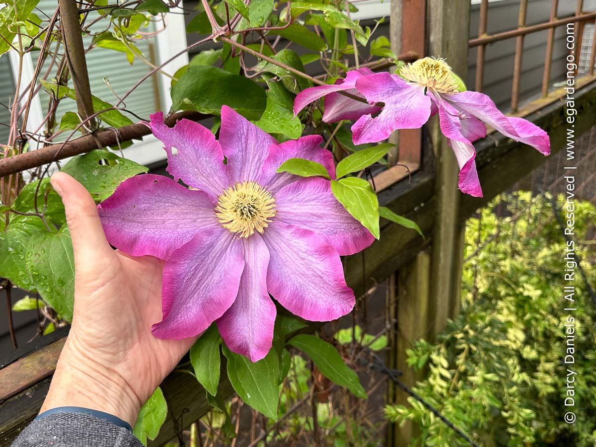 Clematis 'Kakio' Pink Champagne