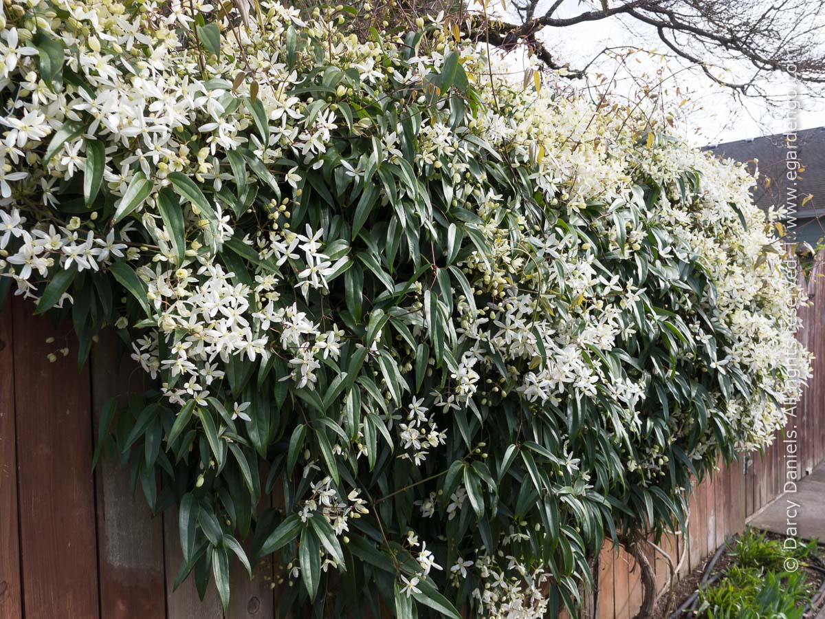 Clematis armandii