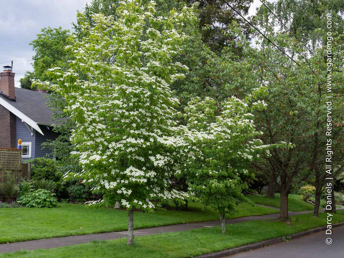 cornus-kousa