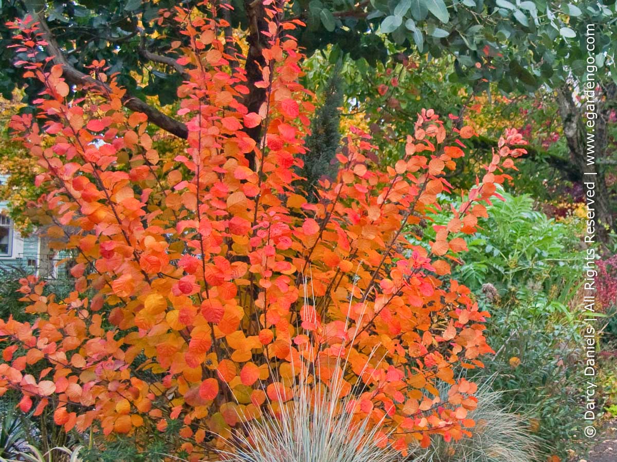 Image of Cotinus Royal Purple in fall
